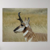 A4 Pronghorn Antelope Young Buck Head Shock Profil Poster (Vorne)