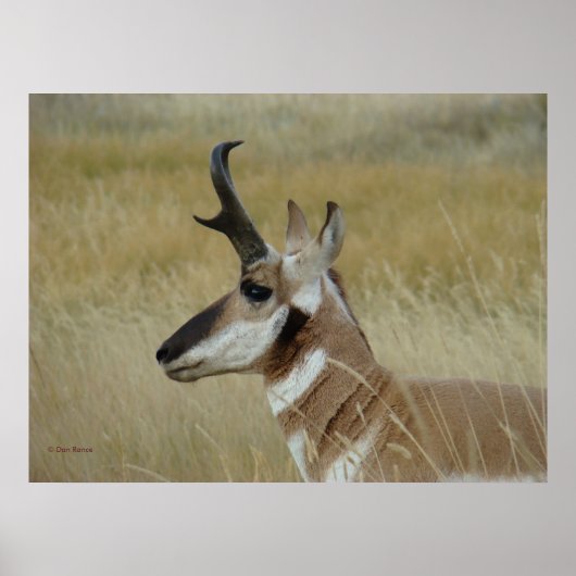 A4 Pronghorn Antelope Young Buck Head Shock Profil Poster (Vorne)