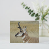 A4 Pronghorn Antelope Young Buck Head Shock Profil Postkarte (Stehend Vorderseite)