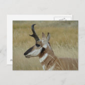 A4 Pronghorn Antelope Young Buck Head Shock Profil Postkarte (Vorne/Hinten)