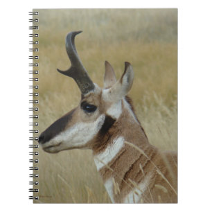 A4 Pronghorn Antilopen-Young Notizblock