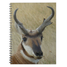 A5 Gabelbock Großer Bock Kopfschuss