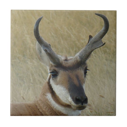 A5 Pronghorn Antelope Big Buck Head Shock Fliese (Vorderseite)