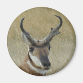 A5 Pronghorn Antelope Big Buck Head Shock Magnet