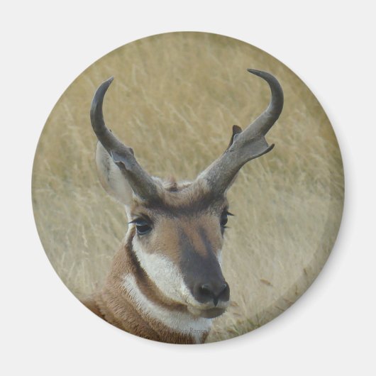 A5 Pronghorn Antelope Big Buck Head Shock Magnet (Vorne)