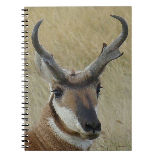 A5 Pronghorn Antelope Big Buck Head Shock Notizblock (Vorderseite)