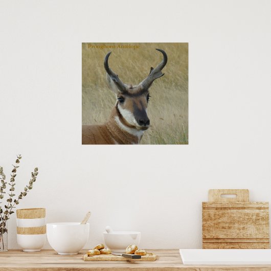 A5 Pronghorn Antelope Big Buck Head Shock Poster (Küche)