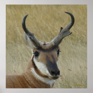 A5 Pronghorn Antelope Big Buck Head Shock Poster