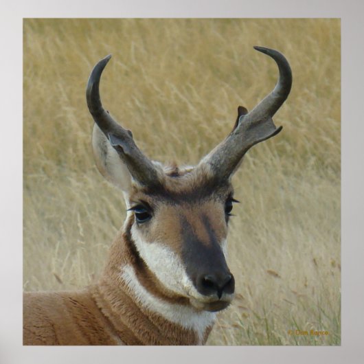 A5 Pronghorn Antelope Big Buck Head Shock Poster (Vorne)