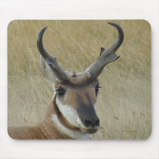 A5 Pronghorn Antelope Mousepad (Vorne)