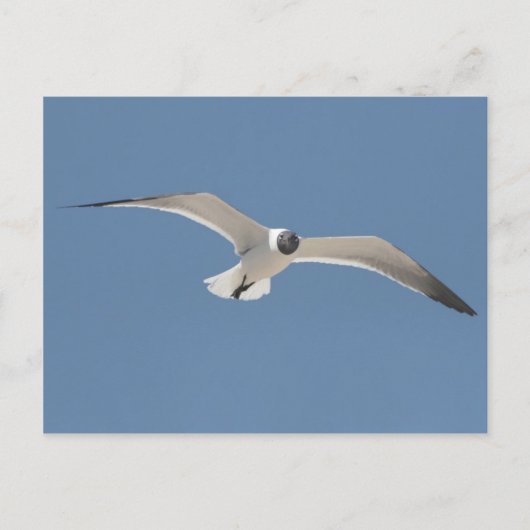 A5 Seagull-Postkarte Postkarte (Vorderseite)