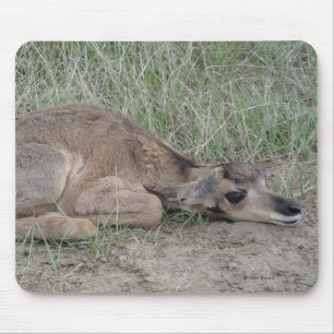 A6 Baby Gabelantilope Mousepad