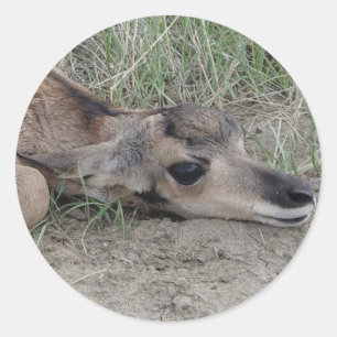 A6 Baby Gabelantilope Runder Aufkleber