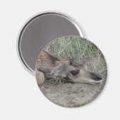 A6 Baby Pronghorn Antelope Magnet (Vorderseite/Rückseite)