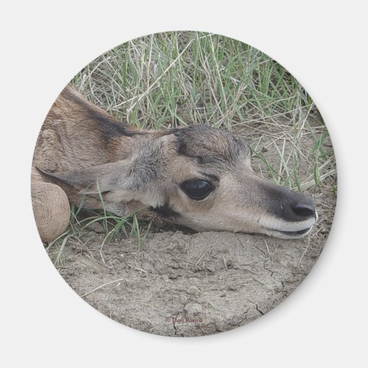 A6 Baby Pronghorn Antelope Magnet (Vorne)