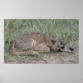 A6 Baby Pronghorn Antelope Poster (Vorne)