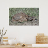 A6 Baby Pronghorn Antelope Poster (Küche)