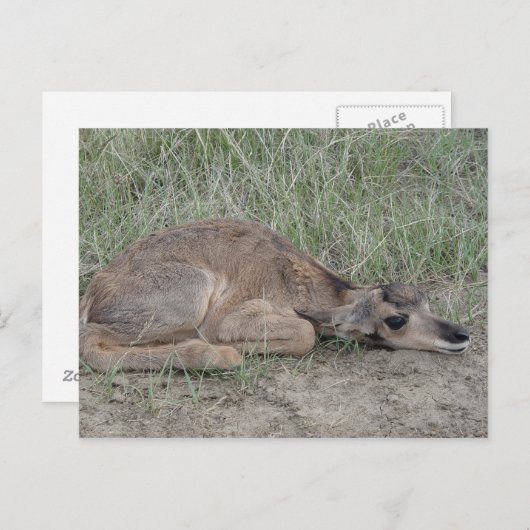 A6 Baby Pronghorn Antelope Postkarte (Vorne/Hinten)