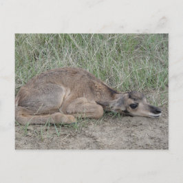 A6 Baby Pronghorn Antelope Postkarte