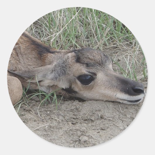 A6 Baby Pronghorn Antelope Runder Aufkleber (Vorderseite)