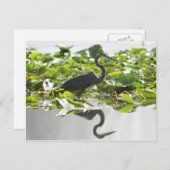 A6 Great Heron Postcard Postkarte (Vorne/Hinten)