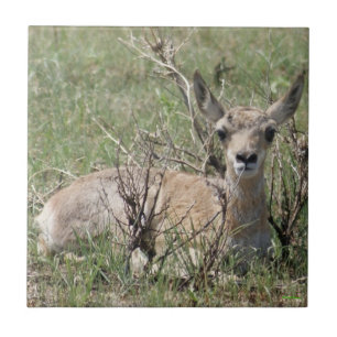 A7 Baby Gabelantilope Fliese