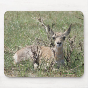 A7 Baby Gabelantilope Mousepad