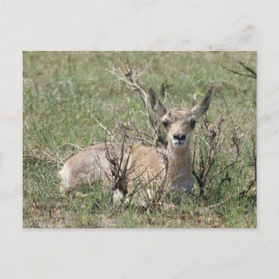 A7 Baby Gabelbock Kopf hoch Postkarte