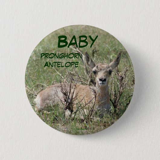 A7 Baby Pronghorn Antelope Button (Vorderseite)