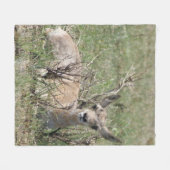 A7 Baby Pronghorn Antelope Fleecedecke (Vorderseite (Horizontal))