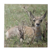 A7 Baby Pronghorn Antelope Fliese (Vorderseite)