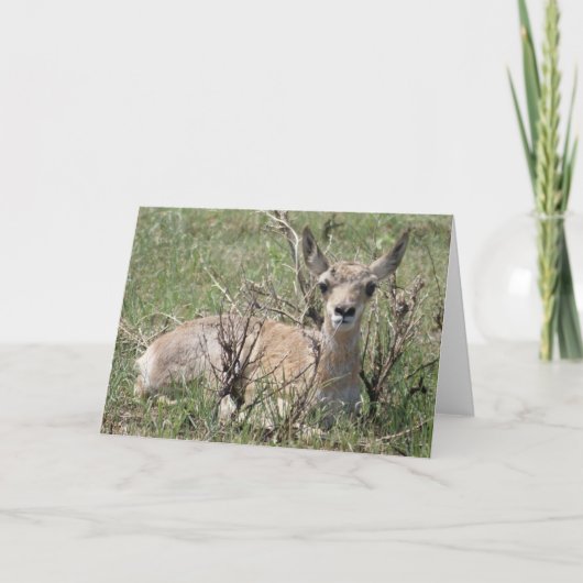 A7 Baby Pronghorn Antelope Karte (Vorderseite)