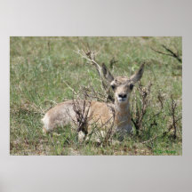 A7 Baby Pronghorn Antelope Kopf Up