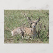 A7 Baby Pronghorn Antelope Kopf Up Postkarte (Vorderseite)