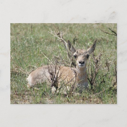 A7 Baby Pronghorn Antelope Kopf Up Postkarte (Vorderseite)