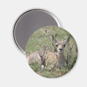 A7 Baby Pronghorn Antelope Magnet (Vorderseite/Rückseite)