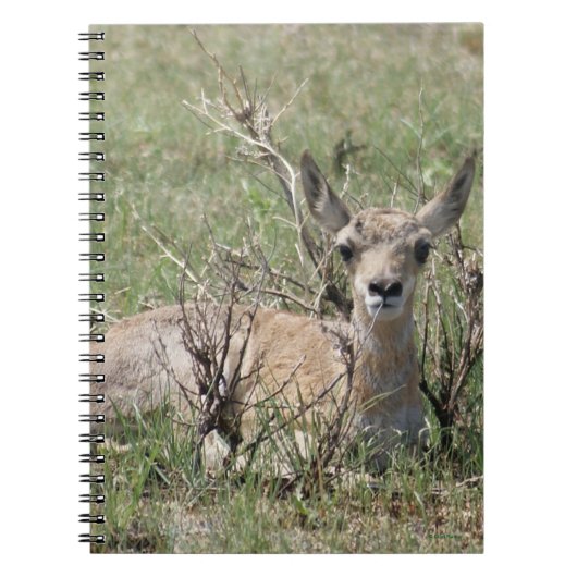 A7 Baby Pronghorn Antelope Notizblock (Vorderseite)