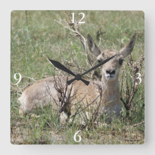 A7 Baby Pronghorn Antelope Quadratische Wanduhr
