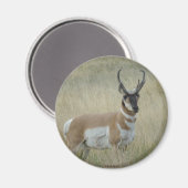 A8 Gabelbock Großer Bock Magnet (Vorderseite/Rückseite)