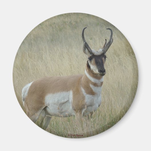 A8 Gabelbock Großer Bock Magnet (Vorne)