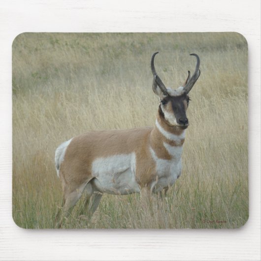 A8 Gabelbock Großer Bock Mousepad (Vorne)