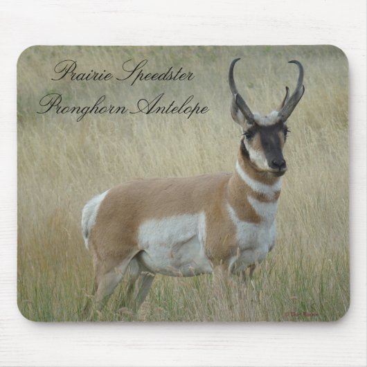 A8 Gabelbock Großer Bock Mousepad (Vorne)