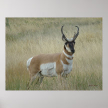 A8 Gabelbock Großer Bock