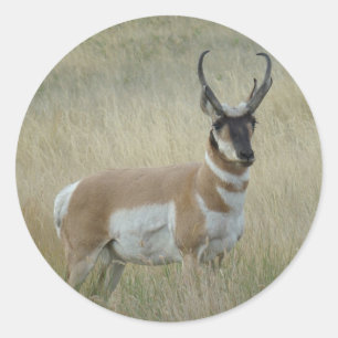 A8 Gabelbock Großer Bock Runder Aufkleber