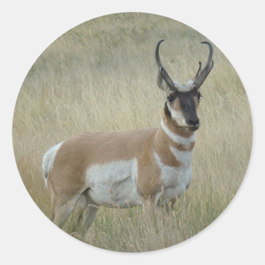 A8 Gabelbock Großer Bock Runder Aufkleber (Vorderseite)