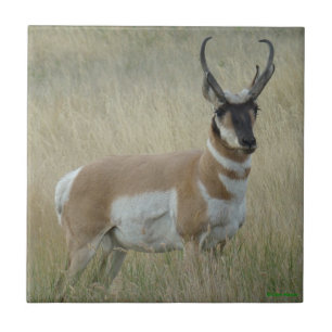A8 Pronghorn Antelope Big Buck Fliese