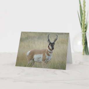 A8 Pronghorn Antelope Big Buck Karte
