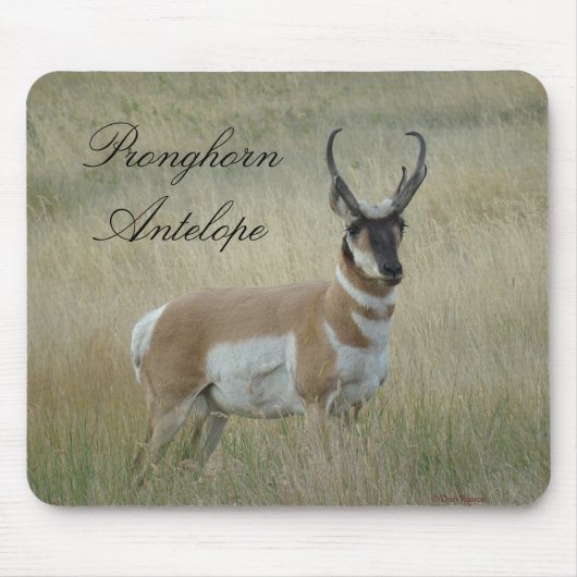 A8 Pronghorn Antelope Big Buck Mousepad (Vorne)