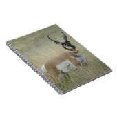 A8 Pronghorn Antelope Big Buck Notizblock (Rechte Seite)
