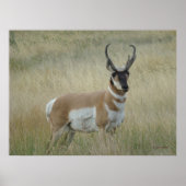 A8 Pronghorn Antelope Big Buck Poster (Vorne)